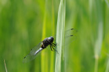 300_1651 bruine korenbout (Libellula fulva).jpg