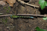 700_3723 blauwe glazenmaker(Aeshna cyanea, Southern hawker).jpg