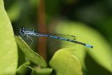 DSC03199 azuurwaterjuffer (Coenagrion puella, Azure damselfly).jpg