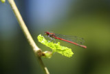 DSC09188 vuurjuffer (Pyrrhosoma nymphula, Great red damselfly).jpg