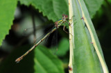 DSC_3491F houtpantserjuffer (Chalcolestes viridis, Willow emerald damselfly or the western willow spreadwing).jpg