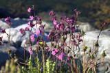2007-2 158 dagkoekoeksbloem (Silene dioica, synoniem Melandrium rubrum).jpg