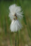 700_2414 veenpluis (Eriophorum angustifolium, Common Cottongrass).JPG