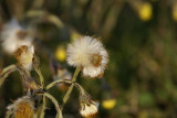 DSC08107 klein hoefblad (Tussilago farfara).JPG