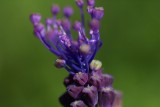 DSC08892 kuifhyacint (Muscari comosum, tassel hyacinth).JPG