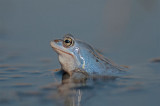 300_3335G heikikker (Rana arvalis, Moorfrog).jpg