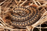 700_2181F adder (Vipera berus, Common European Adder).jpg