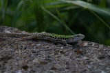 DSC08894 muurhagedis (Podarcis muralis).JPG