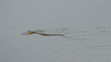 DSC_9872F ringslang (Natrix natrix, grass snake).jpg