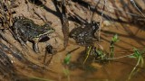 300_7219 G Iberische meerkikker (Pelophylax perezi).jpg