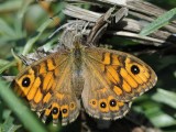 700_6024F argusvlinder (Lasiommata megera, Wall Brown).jpg