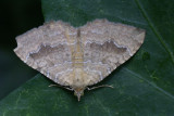 DSC03373F gestreepte goudspanner (Camptatogramma bilineata).jpg
