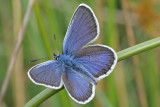 DSC03643F heideblauwtje (Plebejus argus) .jpg