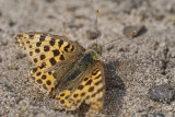 DSC05084F kleine parelmoervlinder (Issoria lathonia, Queen of Spain Fritillary).jpg