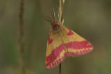 DSC05103F zuringspanner (Lythria cruentaria) macrovlinder.jpg