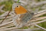 DSC05714F hooibeestje (Coenonympha pamphilus, Small Heath).jpg