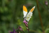 DSC09037F oranjetipje (Anthocharis cardamines, Orangetip).jpg