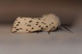DSC_0458 F witte tijger (Spilosoma lubricipeda).jpg