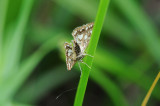 DSC_1367F waterleliemot, microvlinder (Elophila nymphaeata, Brown China-mark).jpg