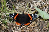 DSC_3859 atalanta (Vanessa atalanta, Red Admiral).JPG