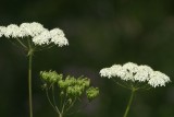 DSC04463 wilde peen (Daucus carota).JPG