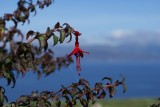 DSC05186 fuchsia (Fuchsia magellanica).JPG
