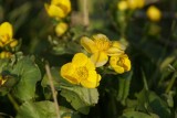 DSC08100 dotterbloem (Caltha palustris).JPG
