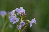 DSC08255F pinksterbloem (Cardamine pratensis).jpg