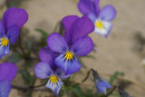 DSC08442 duinviooltje (Viola curtisii, Dune pansy).JPG