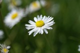 DSC08665F gewone margriet (Leucanthemum vulgare, Oxeye daisy)).jpg