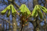 kastanje (Castanea).JPG