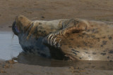 DSC07253 grijze zeehond (Halichoerus grypus, Grey Seal).JPG