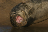 DSC07326 grijze zeehond (Halichoerus grypus, Grey Seal).JPG