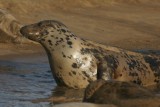 DSC07622 grijze zeehond (Halichoerus grypus, Grey Seal).JPG