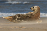 DSC08911 grijze zeehond (Halichoerus grypus, Grey Seal).JPG