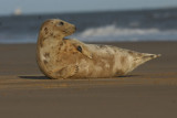 DSC08983 grijze zeehond (Halichoerus grypus, Grey Seal).JPG