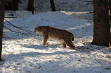 DSC_0090 lynx (Lynx lynx, Eurasian Lynx).JPG