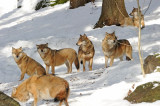 DSC_3427 F wolf (Canis lupus).jpg