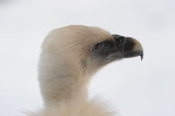 DSC_4174 vale gier (Gyps fulvus).JPG