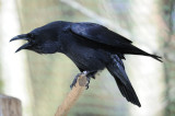 DSC_4372 raaf (Corvus corax).JPG