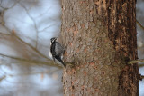 DSC_5667 drieteenspecht (Picoides tridactylus).JPG