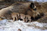 DSC_6330 F wilde zwijn (Sus scrofa).jpg