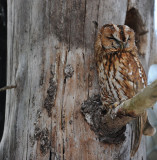 DSC_6555F bosuil (Strix aluco, Tawny Owl).jpg