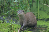 700_3428F visotter (Lutra lutra).jpg