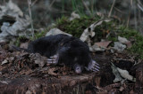 DSC_9153 mol (Talpa europaea, Mole).JPG
