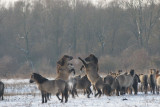 DSC00101 Konikpaard (Eguus caballus, Konikshorse).JPG