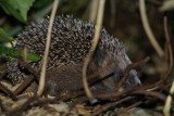 DSC05365 egel (Erinaceus europaeus, Hedgehog).JPG