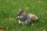 DSC06499 F grijze eekhoorn (Sciurus carolinensis).jpg