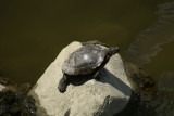 DSC08990 roodwangschildpad (Trachemys scripta elegans).JPG