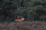 DSC_1091 edelhert (Cervus elaphus, Red deer).JPG